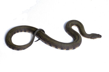 snake in white background