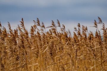 Common reed or Phragmites australis plant next to cold autumn river time as depressive nature...