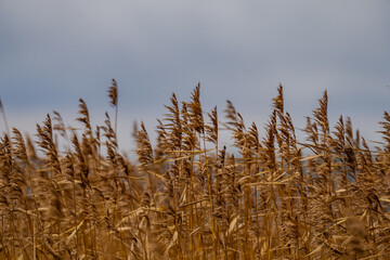 Common reed or Phragmites australis plant next to cold autumn river time as depressive nature...