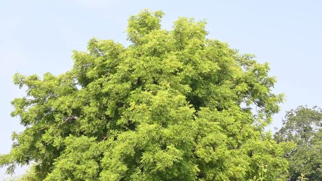 Azadirachta indica tree.
 It's other names Neem,&nbsp;nimtree&nbsp;or&nbsp;Indian lilac. Its fruits are the source of&nbsp;neem oil. many aruvedic medicines are made from its leaves, flower, seeds and bark.