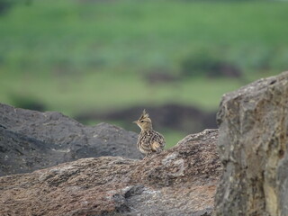 Bird on the rock