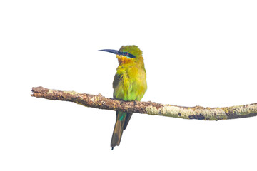 green bee eater on a tree branch in a white background