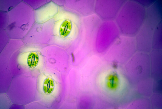 leaf stomata seen under a microscope