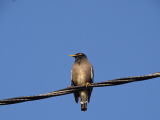 Starling