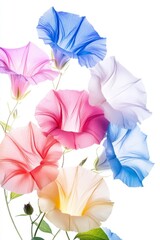 Watercolor Morning Glories on White Background Minimalist Floral Art