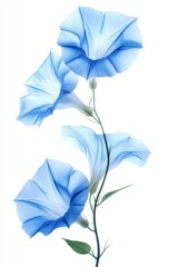 Watercolor Morning Glories on White Background Minimalist Floral Art