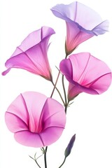 Watercolor Morning Glories on White Background Minimalist Floral Art