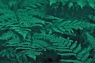 Green fern leaves close up as background. soft focus