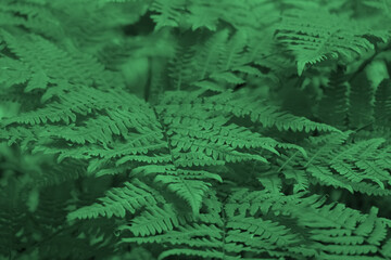 Green fern leaves close up as background. soft focus