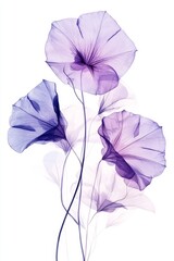 Watercolor Morning Glories on White Background Minimalist Floral Art