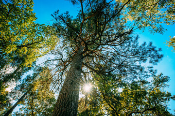 Summer Sun Shining Through Canopy Of Pine Trees. Woods Background. Summer Forest Landscape. Summer Coniferous Woods. Bright Scorching Sun