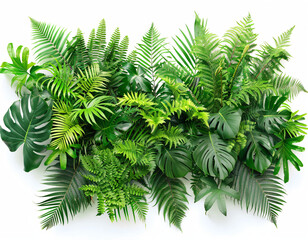 Lush Tropical Foliage