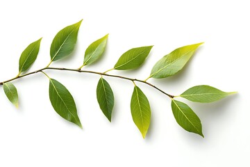 Fraxinus excelsior isolated on a white background, close up