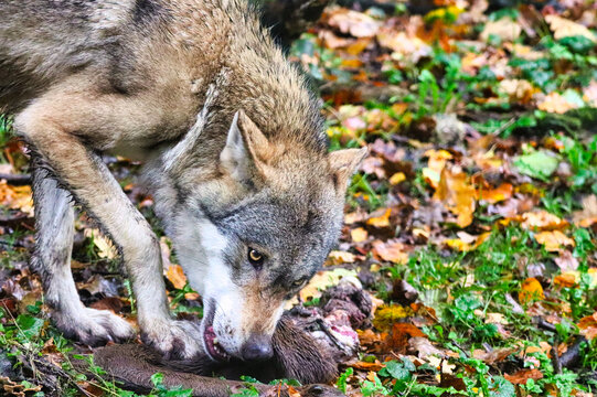 Wolf frisst seine Beute (Canis lupus)