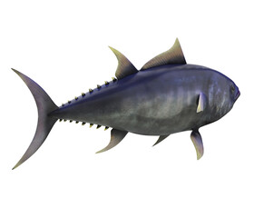 Tuna Fish Isolated