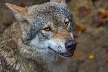 Wolf