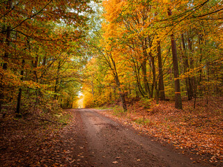 Naklejka premium Autumn path through forest. Aerial view of wildlife, Poland