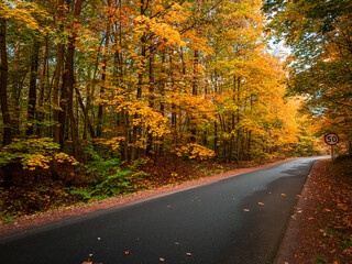 Obraz premium Black asphalt road and multicolored forest in autumn