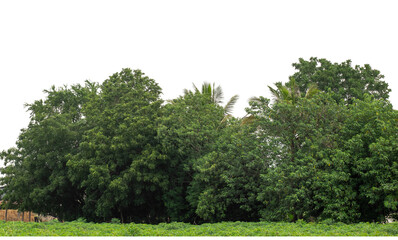 Green trees isolated are forest on transparent background.Forest and foliage in summer with cut...