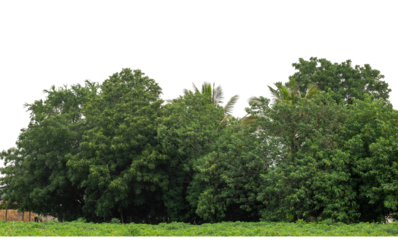 Green trees isolated are forest on transparent background.Forest and foliage in summer with cut path and alpha channel, high resolution..