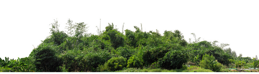 Fototapeta premium Green trees isolated are forest on transparent background.Forest and foliage in summer with cut path and alpha channel, high resolution.