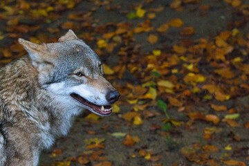 Wolf - Canis lupus