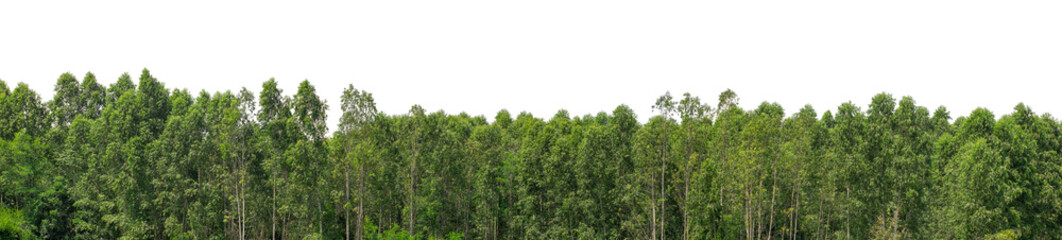 Fototapeta premium Green trees isolated are forest on transparent background.Forest and foliage in summer with cut path and alpha channel, high resolution.