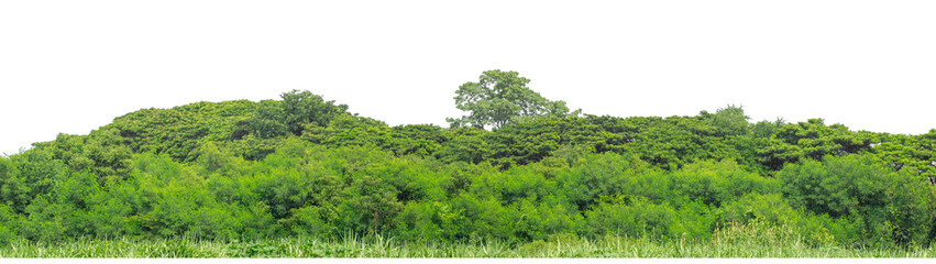 Green trees isolated are forest on transparent background.Forest and foliage in summer with cut path and alpha channel, high resolution.
