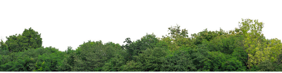 Green trees isolated are forest on transparent background.Forest and foliage in summer with cut path and alpha channel, high resolution.