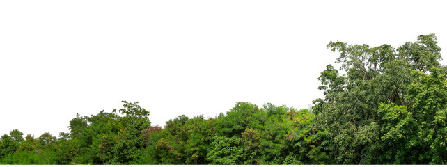 Green trees isolated are forest on transparent background.Forest and foliage in summer with cut path and alpha channel, high resolution.