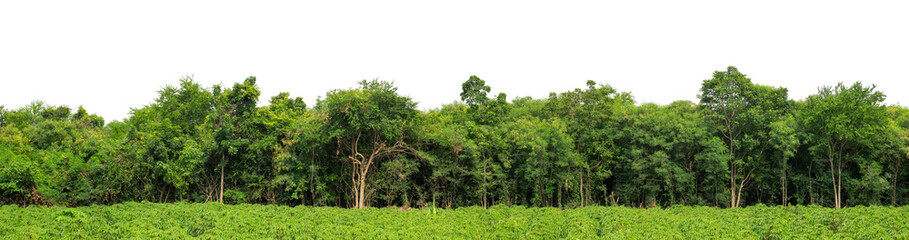 Obraz premium Green trees isolated are forest on transparent background.Forest and foliage in summer with cut path and alpha channel, high resolution.