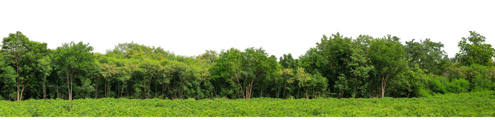 Obraz premium Green trees isolated are forest on transparent background.Forest and foliage in summer with cut path and alpha channel, high resolution.