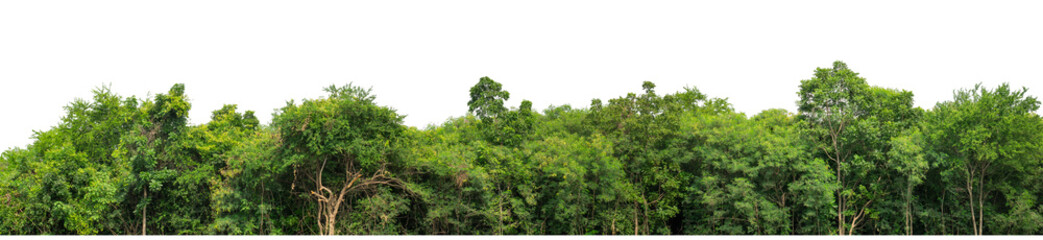 Green trees isolated are forest on transparent background.Forest and foliage in summer with cut path and alpha channel, high resolution..