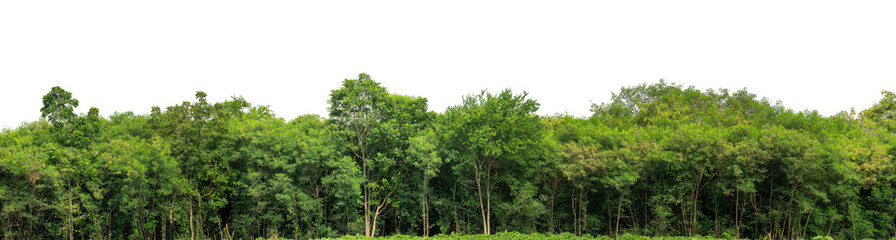 Green trees isolated are forest on transparent background.Forest and foliage in summer with cut path and alpha channel, high resolution.