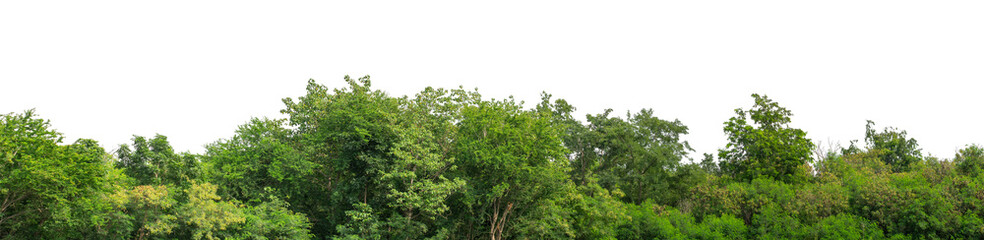 Green trees isolated are forest on transparent background.Forest and foliage in summer with cut path and alpha channel, high resolution.