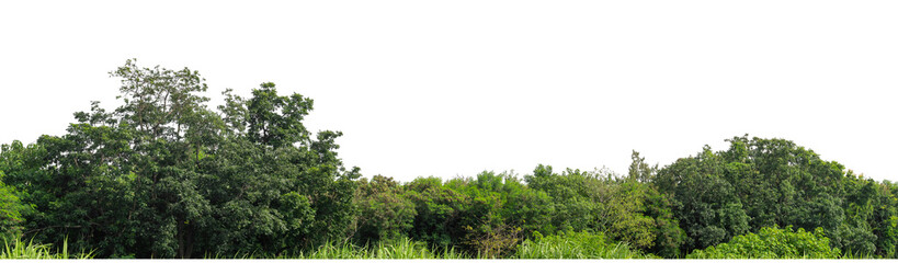 Green trees isolated are forest on transparent background.Forest and foliage in summer with cut path and alpha channel, high resolution..