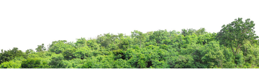 Green trees isolated are forest on transparent background.Forest and foliage in summer with cut path and alpha channel, high resolution.