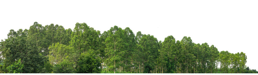Green trees isolated are forest on transparent background.Forest and foliage in summer with cut path and alpha channel, high resolution.