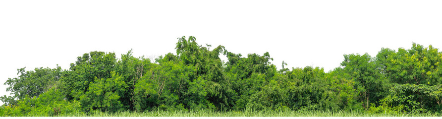 Green trees isolated are forest on transparent background.Forest and foliage in summer with cut path and alpha channel, high resolution.
