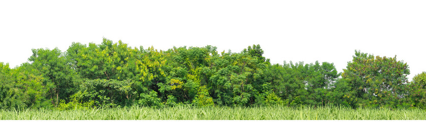 Green trees isolated are forest on transparent background.Forest and foliage in summer with cut path and alpha channel, high resolution.