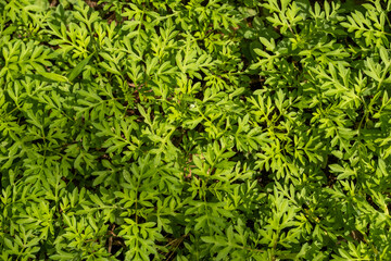 Close-up of lush green foliage with finely lobed leaves, creating a dense, vibrant natural texture. Ideal for backgrounds, nature themes, and botanical studies.