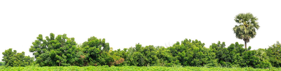 Green trees isolated are forest on transparent background.Forest and foliage in summer with cut path and alpha channel, high resolution.
