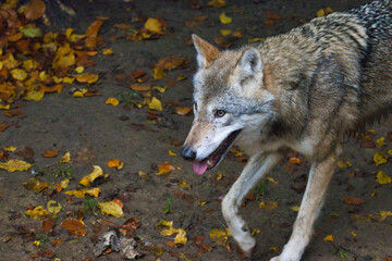 Wolf auf der Jagd (Canis lupus) im Wald © Prieshof PixEL