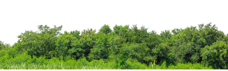 Green trees isolated are forest on transparent background.Forest and foliage in summer with cut path and alpha channel, high resolution.