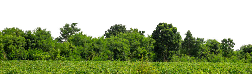 Green trees isolated are forest on transparent background.Forest and foliage in summer with cut path and alpha channel, high resolution.