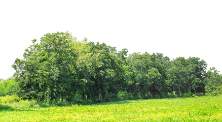 Green trees isolated are forest on transparent background.Forest and foliage in summer with cut path and alpha channel, high resolution.