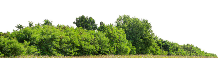 Green trees isolated are forest on transparent background.Forest and foliage in summer with cut path and alpha channel, high resolution.