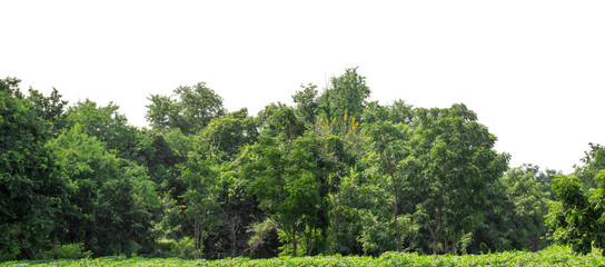 Fototapeta premium Green trees isolated are forest on transparent background.Forest and foliage in summer with cut path and alpha channel, high resolution.