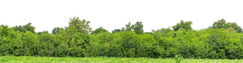 Green trees isolated are forest on transparent background.Forest and foliage in summer with cut path and alpha channel, high resolution.