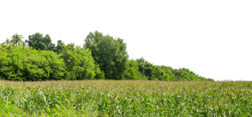 Green trees isolated are forest on transparent background.Forest and foliage in summer with cut path and alpha channel, high resolution.